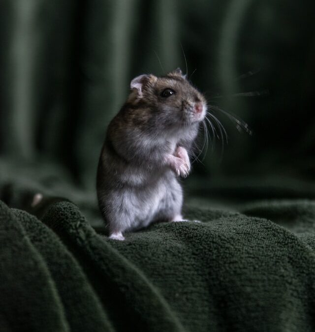 Muizen in huis tijdens de zomer? Dit zijn de oorzaken en oplossingen