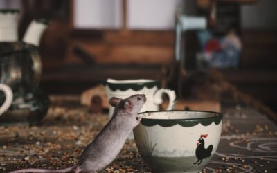 Wat te doen tegen muizen in huis?