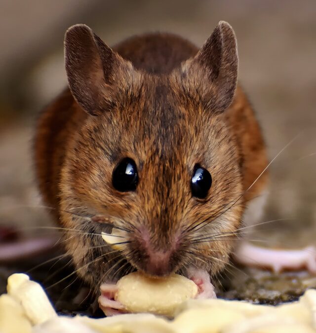 Gaan muizen weg als er geen eten is?