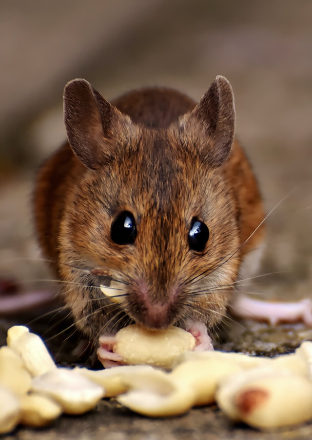 Gaan muizen weg als er geen eten is Gaan muizen weg als er geen eten is