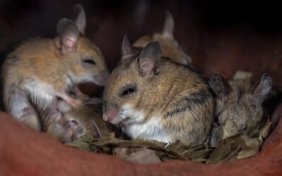 Muizen in het plafond: oorzaken, geluiden en oplossingen