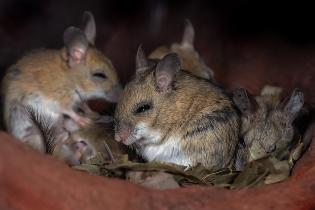 Muizen in het plafond