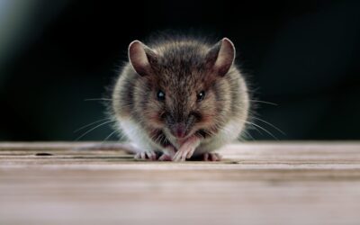 Muizen op zolder: hoe komen ze daar en wat kun je doen?