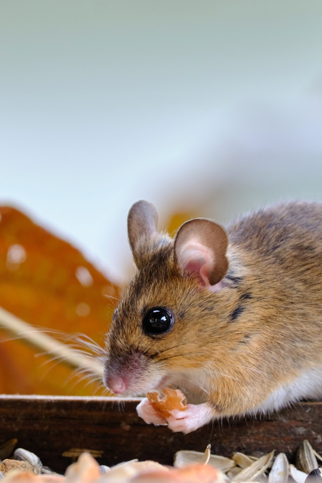 Wat eten muizen Wat eten muizen? Dit staat er op hun menu